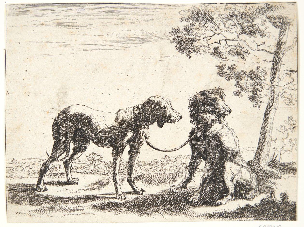 Two Dogs Tied Together